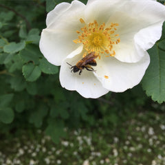 White Rose and Cedar - Aura Cleansing Mist/Precious Perfume